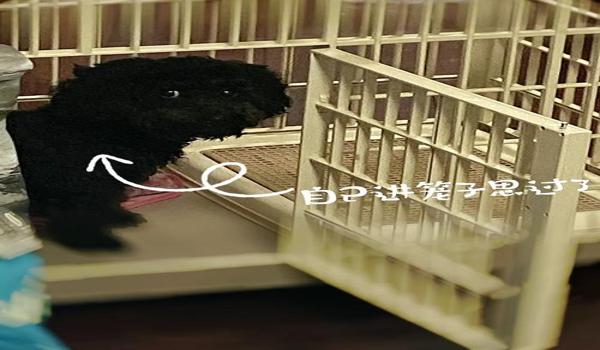 绝地求生辅助泰迪怎么用（泰迪辅助的基本功能有哪些？）