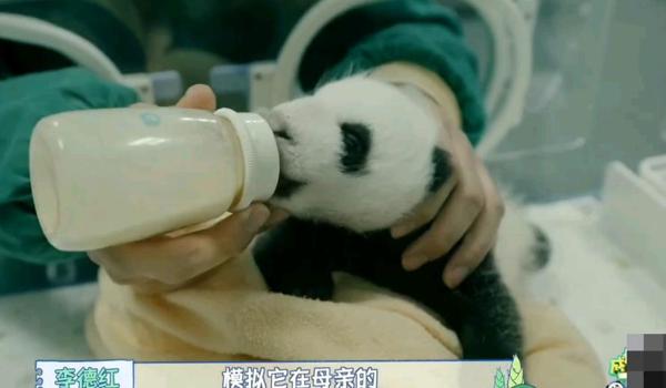 熊猫辅助是真的吗（熊猫辅助的定义和功能是什么？）