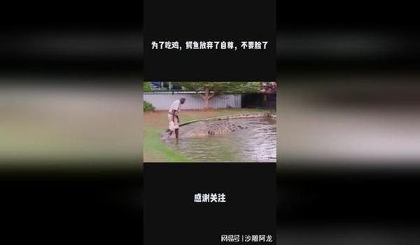 绝地求生辅助小狮子怎么获得