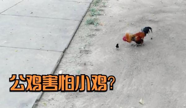 绝地求生公鸡辅助怎么用（绝地求生公鸡辅助的安装步骤是什么？）