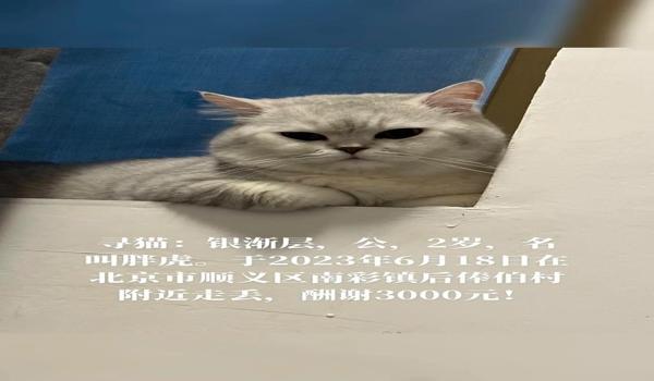 绝地求生胖虎辅助叫什么（胖虎辅助的功能特点有哪些？）